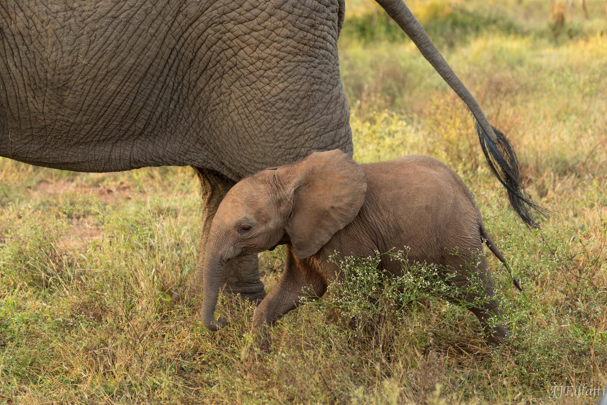 wildlife of Zimanga image 26